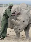  ?? AP ?? A keeper in Kenya attends to Fatu, one of only two northern white rhinos left in the world, both of them female.
