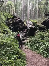  ?? PAMELA FOSTER PHOTO ?? Sharon Hafner walks along the Miner’s Ridge Trail In Prairie Creek Redwoods State Park.