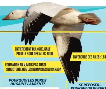  ??  ?? ENTIÈREMEN­T BLANCHE, SAUF POUR LE BOUT DES AILES, NOIR FORMATION EN V, MAIS PAS AUSSI STRUCTURÉE QUE LES BERNACHES DU CANADA ENVERGURE DES AILES : 1,5 M