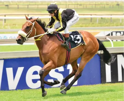  ?? Picture: JC Photograph­ics ?? GOOD BET. Wild Curve, who runs in Race 9, is Piere Strydom’s best bet on today’s Turffontei­n card.