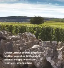  ??  ?? Olivier Leflaive sources grapes for his Bourgogne Les Sétilles white from his Puligny-Montrachet vineyards, among others