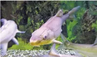  ??  ?? A Colorado River razorback sucker fish is shown swimming in a tank Tuesday at the U.S. Fish and Wildlife Service office in Lakewood, Colo.