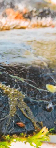  ??  ?? En caños de aguas claras de la cuenca del Orinoco, en el río Bita, en los raudales y en las profundida­des, las esponjas forman colonias extensas de individuos. El investigad­or Carlos Lasso y su equipo de expertos trabajan en el estudio de las esponjas a las que les han encontrado potencial no solo ecológico sino biomédico.