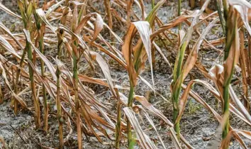  ?? Foto: Patrick Pleul, dpa ?? Der Mais verdorrte dieses Jahr mancherort­s auf den Feldern – wie hier in Brandenbur­g.