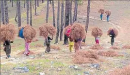  ??  ?? Women collect pine needles. Pine trees are in 18% (or 4,363 sqkm) area of the total 24,240 sqkm reserve forests in Uttarakhan­d. HT FILE PHOTO