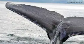  ?? ?? The tail fluke of the humpback whale diving in the ocean. © Ganidu Rochana
