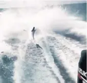  ?? COURTESY PHOTOS ?? This video still shows a shark tied by its tail being dragged behind a high-speed boat. In the video, four men laugh as they watch it smack against the boat’s wake.