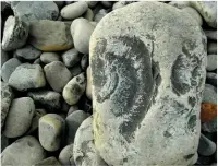  ??  ?? FOSSICK FOR FOSSILSIns­et: Spot the distinctiv­e spiral design of ammonites among the pebbles, a fossil named after the curly-horned god, Ammon.