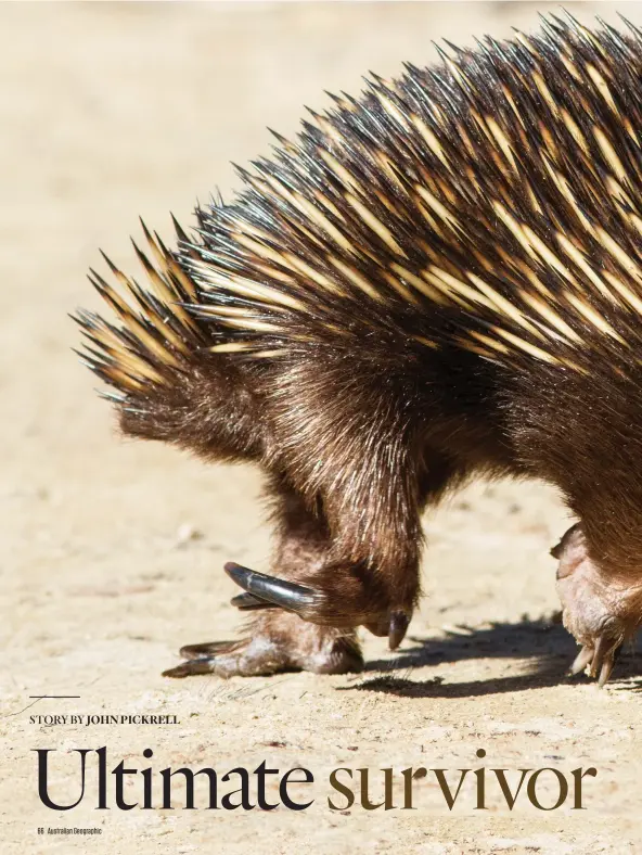 Prickly porcupine quills may hold clues for medical technology