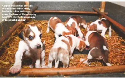  ??  ?? Carpet and a small amount of oat straw, which rarely harbours mites and bugs, cover the base of the whelping box: “It’s easy to lose a puppy in too much bedding”