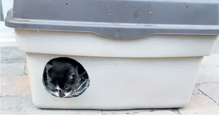  ?? SUBMITTED PHOTO ?? A cat lounges in an outdoor shelter in the city provided by Operation Catnip. The organizati­on is hosting a workshop at Kenner Collegiate on Sept. 30.