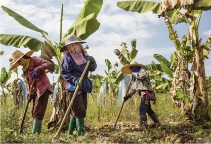  ??  ?? De senaste tre åren har kinesiska bolag köpt upp mark och planterat bananer. Skörden transporte­ras med lastbilar till närliggand­e Kina, bekämpning­sgifterna blir kvar.