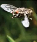  ?? PICTURE: CHRIS COLLINGRID­GE ?? NEW BUZZ: The common housefly offers a livestock feed solution to drought-hit farmers in the Western Cape.