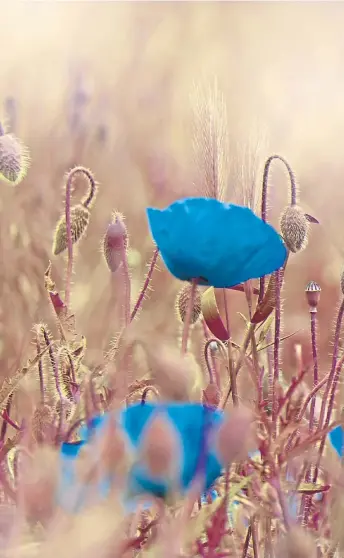  ?? ?? Papaver rhoeas, the beautiful blue corn poppy, stands out in a summer meadow and, inset, western moss heather and white mountain heather