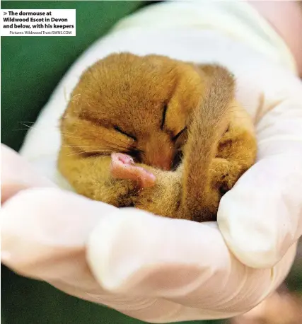  ?? Pictures: Wildwood Trust/SWNS.COM ?? The dormouse at Wildwood Escot in Devon and below, with his keepers