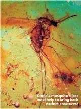  ??  ?? Could a mosquito’s last meal help to bring back
extinct creatures?