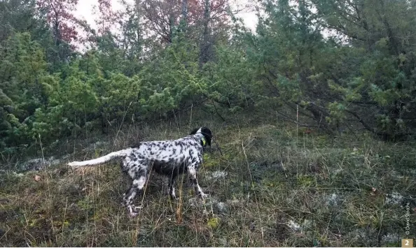  ??  ?? 2. Il vero cane da beccaccia, quel soggetto che in relazione alle diversità di habitat e clima sa dove andare a cercarla, si crea nel tempo; dopo tanta gavetta. Nostra e loro. In foto Afia della Trabaltana
2