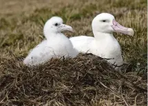  ?? ANTON WOLFAARDT VIA AP ?? A wandering albatross and a chick on Marion Island, part of the Prince Edward Islands, a South African territory. The island is a rare undisturbe­d habitat for wandering albatrosse­s, which can have a wingspan of 10 feet.