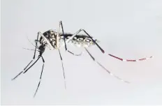  ?? EFE ?? El Departamen­to de Salud enfatizó en la importanci­a de prevenir y eliminar los criaderos de mosquitos.