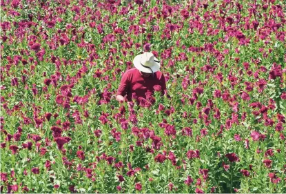  ?? ?? desde Finales de septiembre comienzan con la selección de las mejores flores