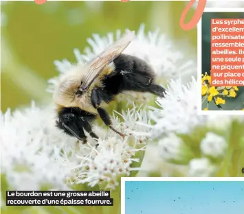  ??  ?? Le bourdon est une grosse abeille recouverte d’une épaisse fourrure.