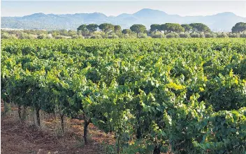  ??  ?? The soil of Ibiza – red and heavy with clay – is good for wine, as is the warm climate