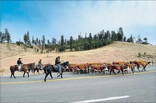  ?? FRANCESC PEIRÓN ?? Com antigament Quatre cowboys traslladen vaques per la carretera, a la sortida de Hulett.
Això obliga els conductors a parar, cosa que en aquesta època s’aprofita per fer fotos
La caça, senya d’identitat. El taxidermis­ta JR Butler diu que aquestes peces són decoració i aliment. “Aquí no venen detractors a dir-nos ‘oh, mateu animals!’”