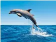  ??  ?? Flying high: dolphins can coordinate their actions with fellow podmates