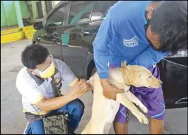  ?? CESAR RAMIREZ ?? An employee of the municipal agricultur­e office administer­s an anti-rabies shot to a dog in Barangay Dulag, Lingayen, Pangasinan yesterday.