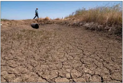  ?? (The Sacramento Bee (TNS)/Paul Kitagaki Jr.) ?? Rice farmer Don Bransford walks past a dry ditch in May that usually brings water to his 1,800 acres of rice fields near Williams, Calif. He did not grow any rice this year because of limited water in the drought.