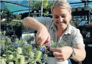  ?? Pictures: FREDLIN ADRIAAN ?? WATER-WISE: Builders Warehouse’s Michelle Meyer recommends drought-resistant plants