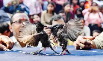  ?? ?? Spectators watch red-vented bulbuls fight during a traditiona­l game on the occasion of Bhogali Bihu at Hayagriva Madhav Hindu temple in the Hajo town of Kamrup district.