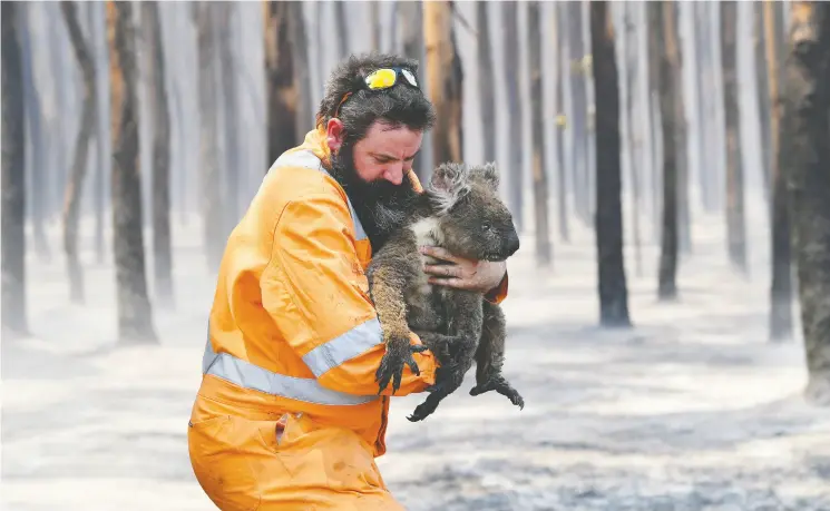  ?? AAP Imag
e / Davi
d Mariuz / via REUTERS ?? Adelaide wildlife rescuer Simon Adamczyk carries an injured koala that was rescued from a burning forest near Cape Borda on Kangaroo Island in Australia on Monday.