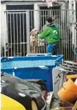  ?? Foto: Hoffmeiste­r ?? Ein Mitarbeite­r des Tierschutz­vereins Donauwörth bei der Rettungsak­tion in Rain am Lech.