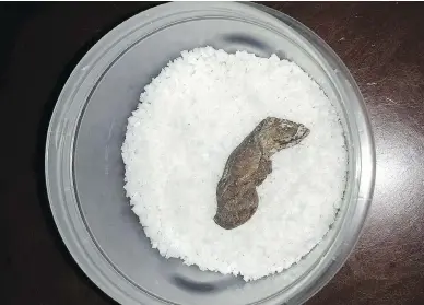  ?? COURTESY GERI COLBOURNE ?? Dawson City’s missing mummified toe has been returned to its rightful owners in a bag of salt, with a handwritte­n note of apology. The toe is served in a bar’s “Sourtoe Cocktail” and is a popular tourist attraction.