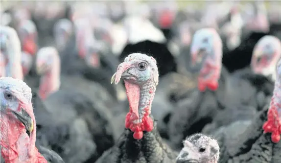  ?? Niall Carson ?? &gt; Poultry farmers could benefit from outsourcin­g the rearing of their chickens and turkeys