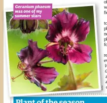  ??  ?? Geranium phaeum was one of my summer stars