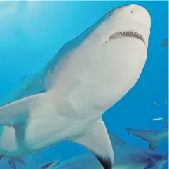  ??  ?? Divers from around the world admire the apex predators at Fiji’s Shark Reef Marine Reserve.