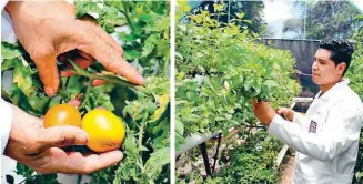  ??  ?? Las técnicas usuales de cultivo tienen un impacto negativo en el medio ambiente.