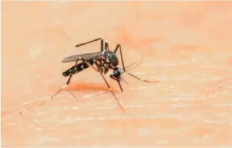  ?? FUENTE EXTRENA ?? El Aedes vittatus es una especie de mosquito que se describió por primera vez en 1861.