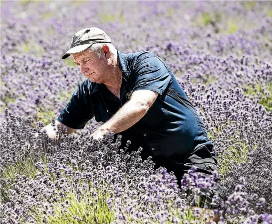  ??  ?? Jack of all trades John Bougen tends to the lavender field that forms the world’s largest living flag.