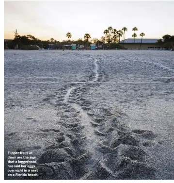  ??  ?? Flipper trails at dawn are the sign that a loggerhead has laid her eggs overnight in a nest on a Florida beach.