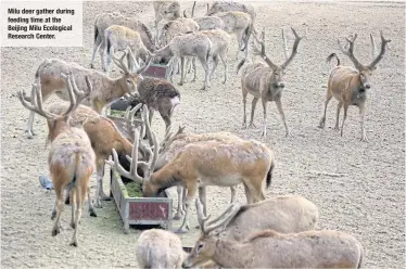  ??  ?? Milu deer gather during feeding time at the Beijing Milu Ecological Research Center.