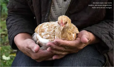  ??  ?? Ein Huhn kann man nicht ändern, aus einem ängstliche­n Huhn wird nie ein mutiges