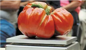  ?? — JOHN damiano/ap ?? a file image showing a large tomato on a scale as it is entered into a competitio­n in Farmingdal­e, New york in the United States.