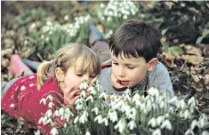  ??  ?? Life begins anew: two young children scrutinise a patch of woodland snowdrops