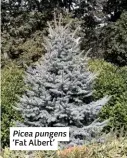  ??  ?? Picea pungens ‘Fat Albert’