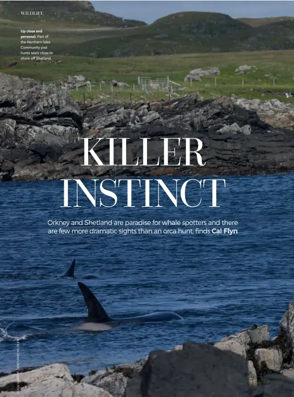  ??  ?? Up close and personal: Part of the Northern Isles Community pod hunts seals close to shore off Shetland.