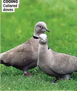  ?? ?? Collared doves