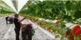  ?? (Photo AFP) ?? L’entreprise espagnole Terra Fecundis, qui fournit des travailleu­rs aux agriculteu­rs français, se voit réclamer  millions d’euros par l’Urssaf.